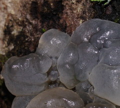 Tremella globispora