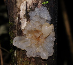 Tremella globispora