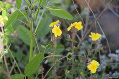 Helianthemum hirtum