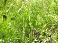 Rhamphospermum arvense