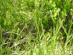 Rhamphospermum arvense