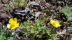Ranunculus triternatus