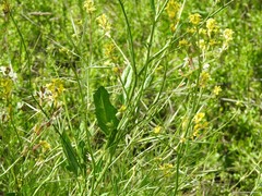 Rhamphospermum arvense