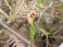 Pterostylis clivosa