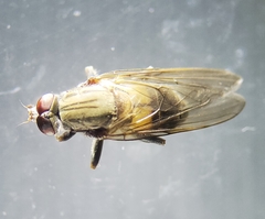 Brachyopa vacua