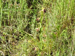 Ophrys sphegodes