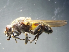 Brachyopa vacua