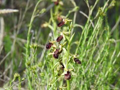 Ophrys sphegodes