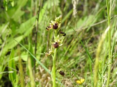 Ophrys sphegodes