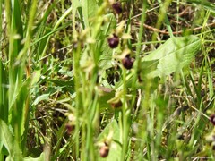 Ophrys sphegodes