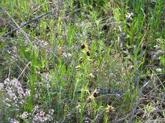 Ophrys sphegodes