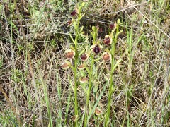Ophrys sphegodes