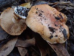 Tricholoma eucalypticum
