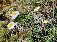 Brachyscome stuartii