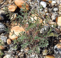 Onobrychis humilis matritensis