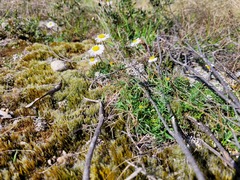 Brachyscome stuartii