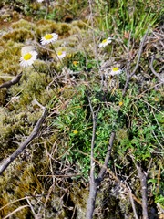 Brachyscome stuartii