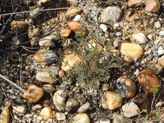 Onobrychis humilis matritensis