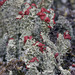 Cladonia bellidiflora - Photo (c) Richard Droker,  זכויות יוצרים חלקיות (CC BY-NC-ND)