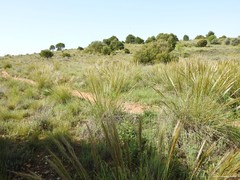 Macrochloa tenacissima