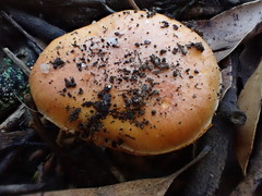 Tricholoma eucalypticum