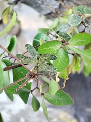 Pithecellobium dulce