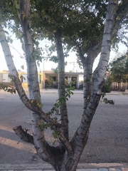 Pithecellobium dulce