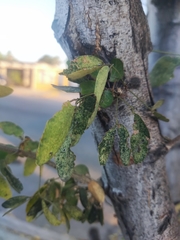 Pithecellobium dulce