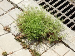 Arenaria serpyllifolia