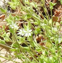 Arenaria serpyllifolia