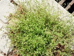 Arenaria serpyllifolia