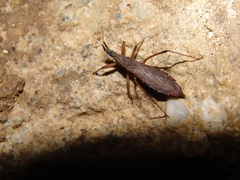 Pygolampis bidentata