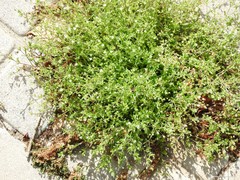 Arenaria serpyllifolia