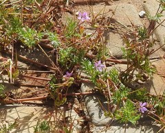 Erodium ciconium