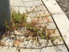Erodium ciconium