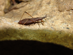 Pygolampis bidentata