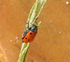 Helichrysum stoechas