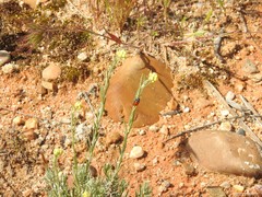 Helichrysum stoechas