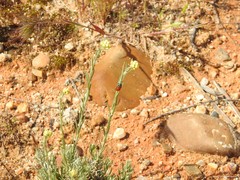 Helichrysum stoechas