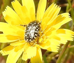 Leontodon longirostris