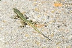 Podarcis virescens
