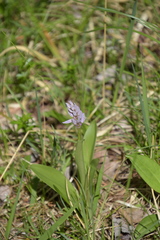 Orchis militaris