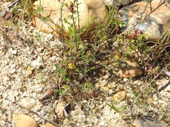 Fumana ericifolia