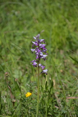 Orchis militaris