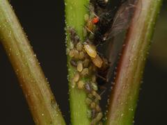 Periphyllus testudinaceus