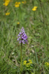 Orchis militaris