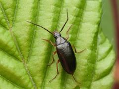 Gonodera luperus