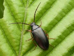 Gonodera luperus