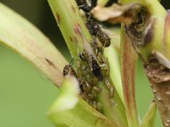 Periphyllus testudinaceus