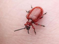 Lilioceris merdigera